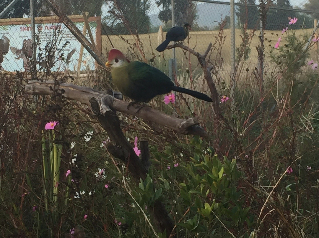 Aviarium Chicureo景点图片