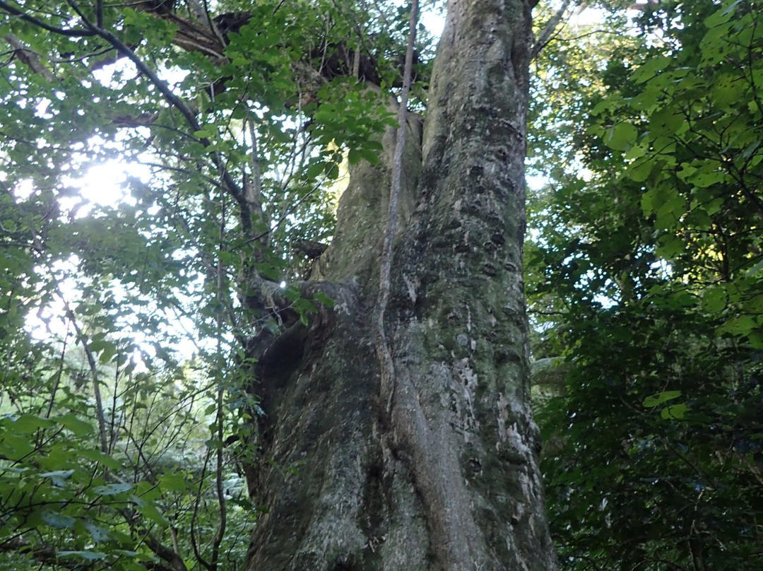 Onekawa Te Mawhai Regional Park景点图片