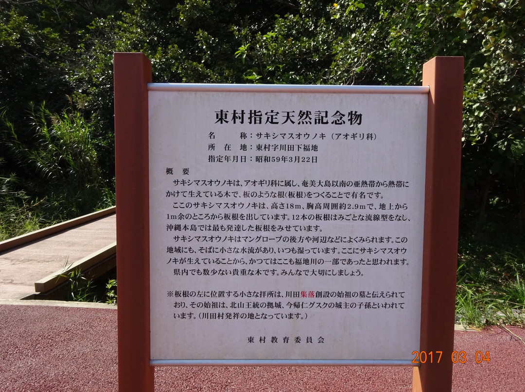 Sundari Tree at Kawata景点图片