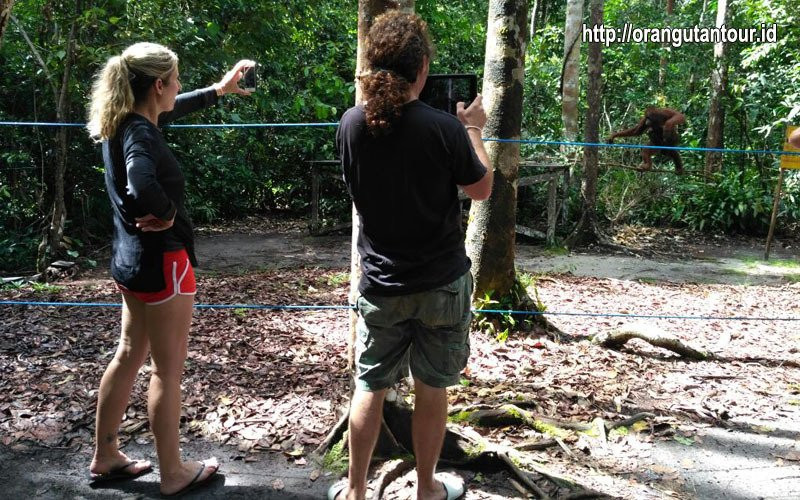 Orangutantour-Kumai必去景点