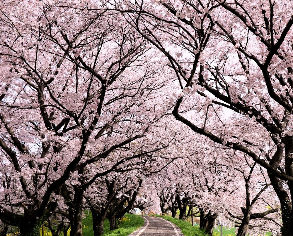 Sakuratsutsumi Park-吉见町必去景点