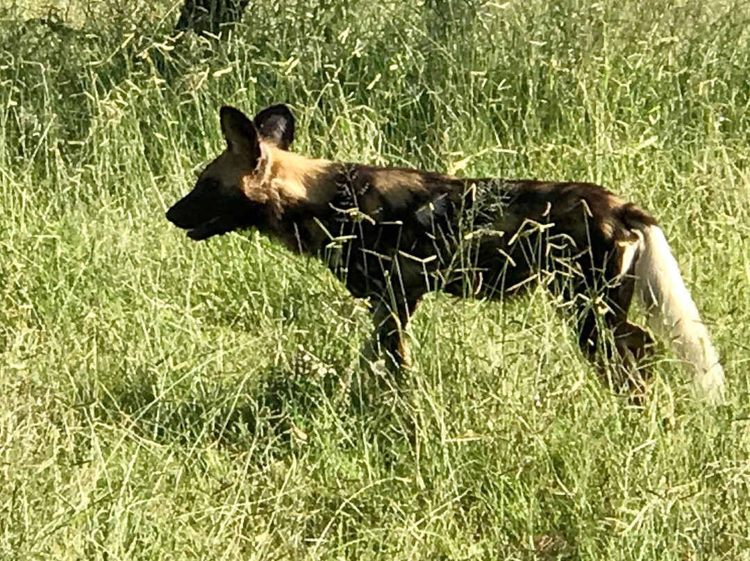 Idube Game Reserve-萨比沙禁猎区必去景点