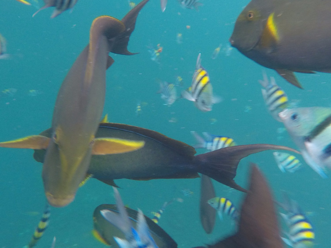 Sasa Tours-Bunutan必去景点