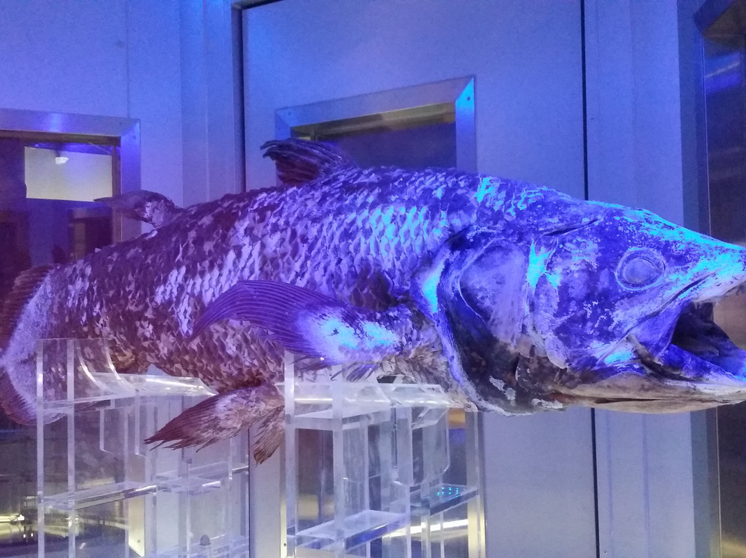 Numazu Deep Sea Aquarium景点图片