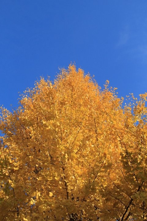 Platinum Street-Shirokanedai必去景点