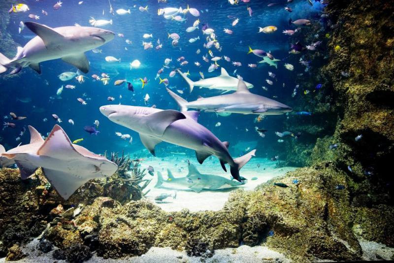 悉尼水族馆景点图片