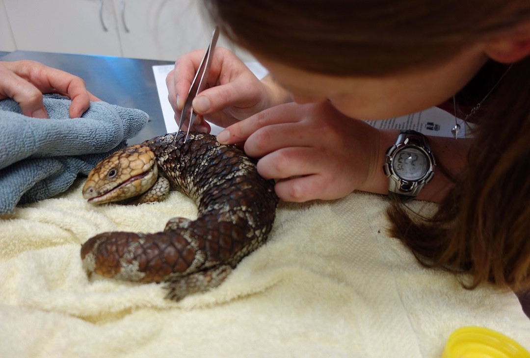 Kanyana Wildlife Rehabilitation Centre景点图片