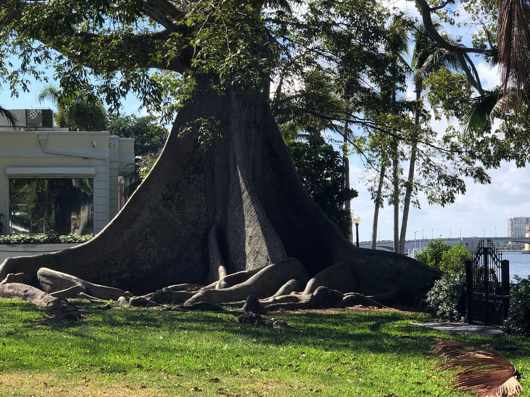 Giant Kapok Tree景点图片