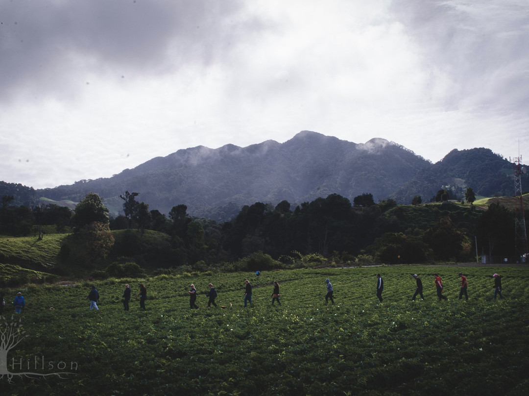 Panama Hiker景点图片
