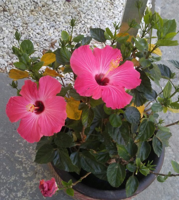 Classic Suites & Inns主图