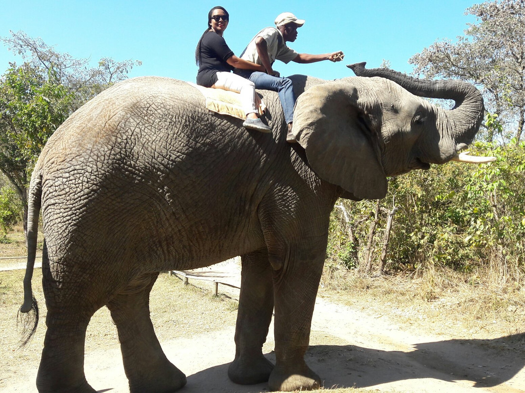 The Elephant Sanctuary景点图片