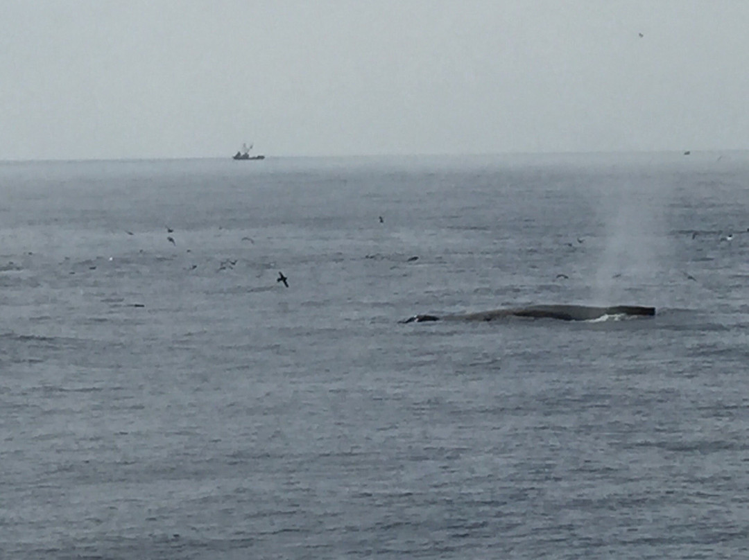 Whale Watching At H&m Landing-奥克斯纳德必去景点