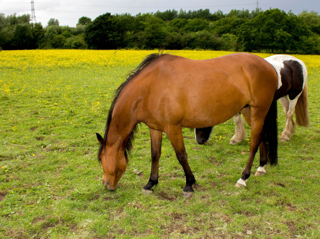 Woodgate Valley Country Park景点图片