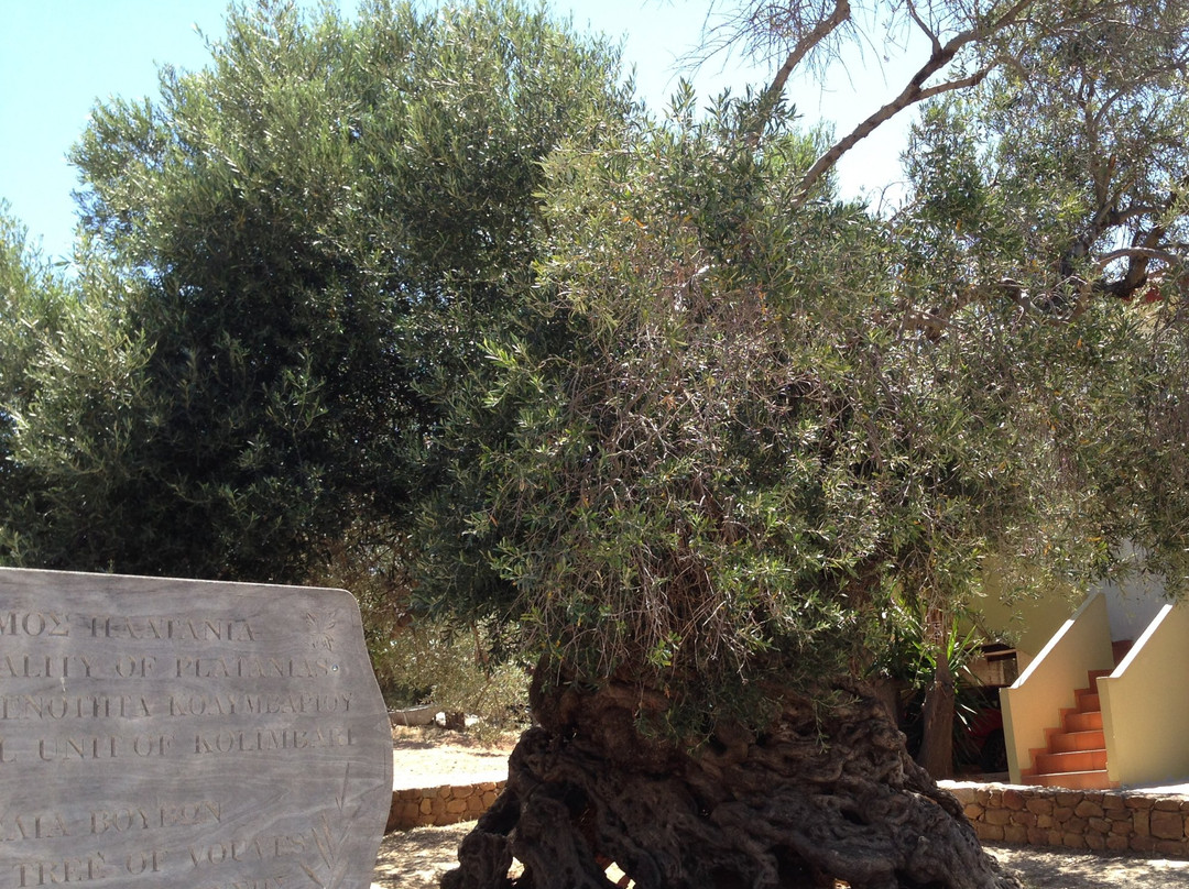 Olive Tree Museum-Vouves必去景点