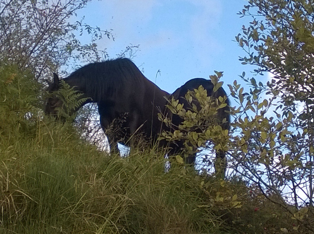Wild Horse Watching - I Cavalli Selvaggi dell'Aveto景点图片