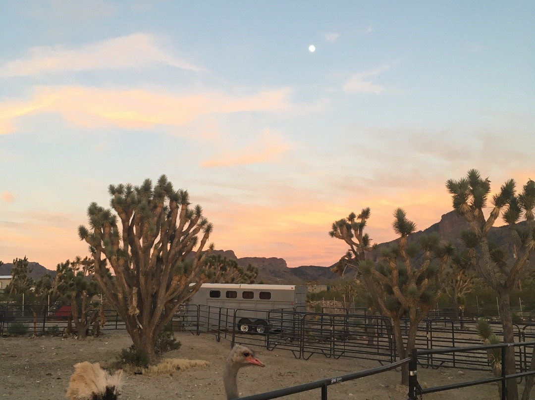 Joshua Tree Ostrich Ranch and Guest House-Dolan Springs必去景点
