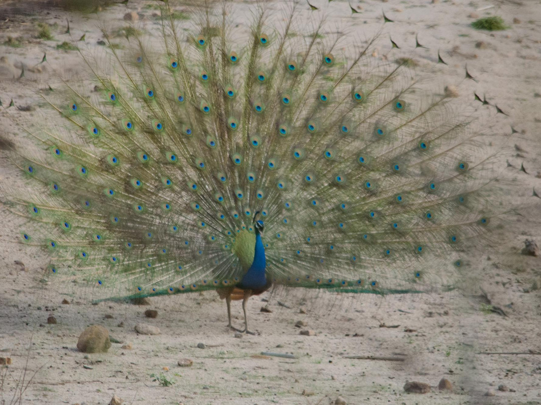 Panpatha Wildlife Sanctuary景点图片