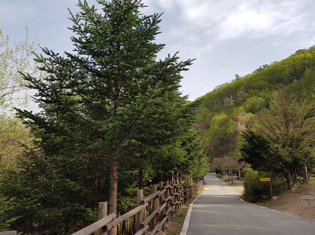 Saneum Natural Recreation Forest-杨平郡必去景点