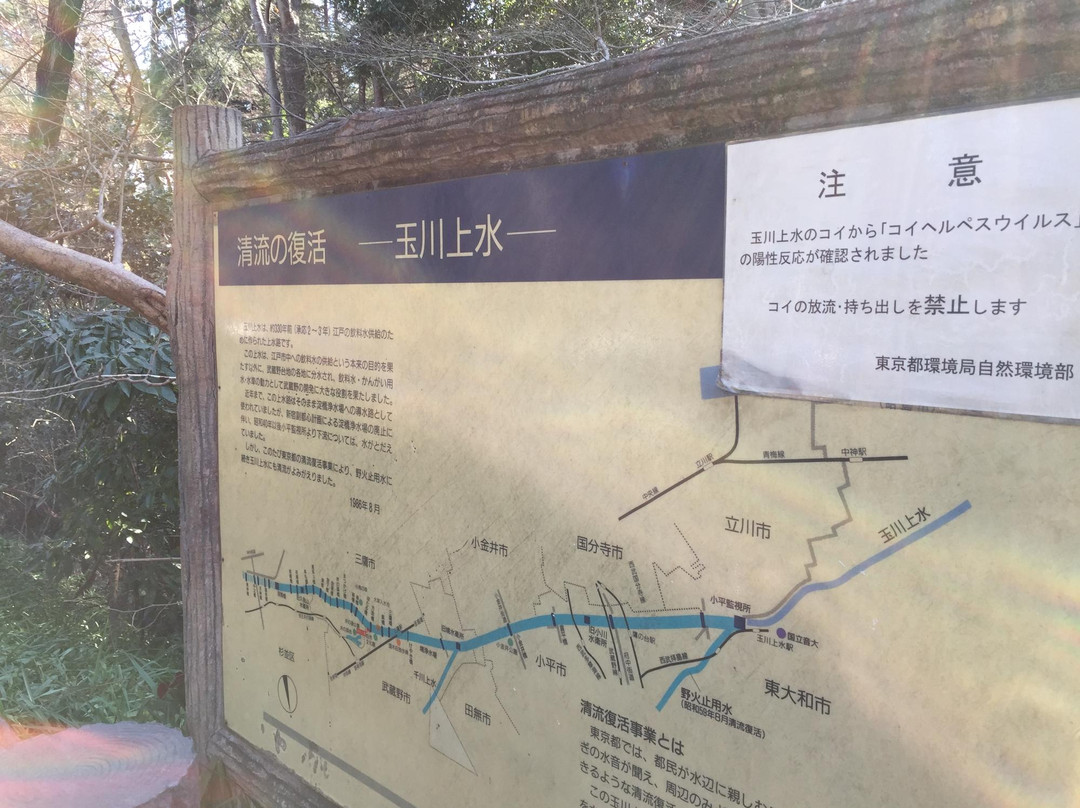 Tamagawa Green Road-三鹰市必去景点