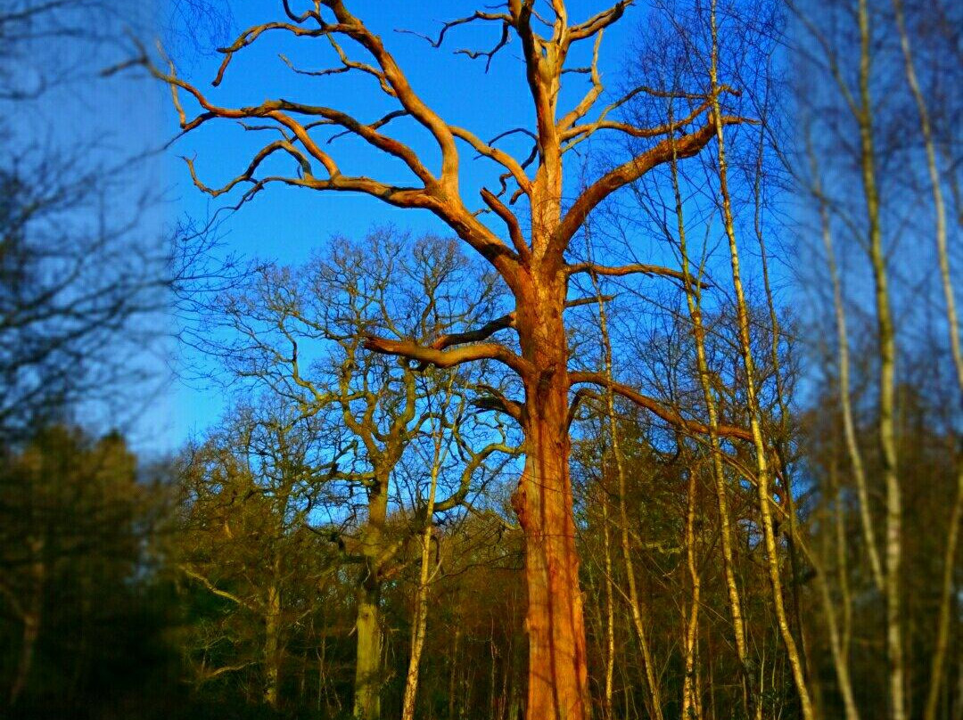 Oxhey Woods景点图片