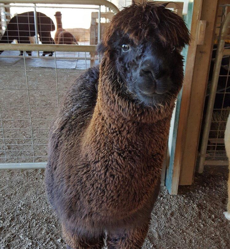 Destiny Alpaca Farm-Young Harris必去景点