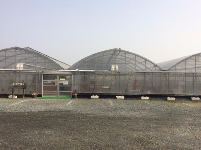 Yasuhara Strawberry Farm-仓敷市必去景点