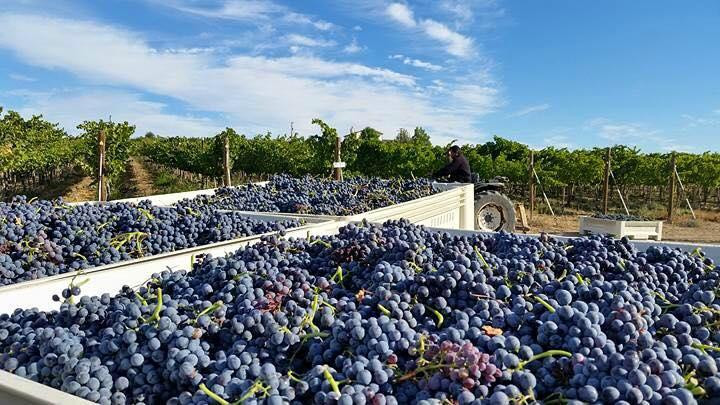 Naches Heights Vineyard景点图片
