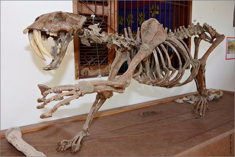 Sao Luis do Curu旅游景点-Museu Pre-Historia de Itapipoca