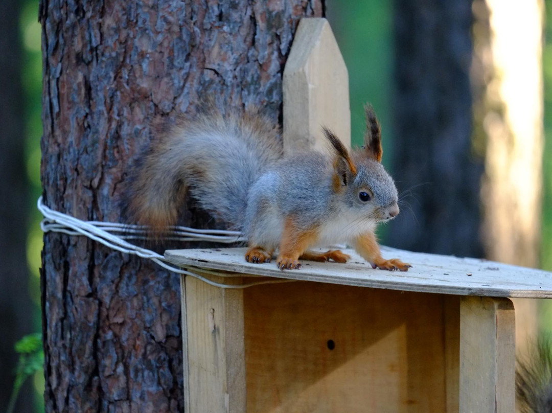 Sayma Park-Surgut必去景点