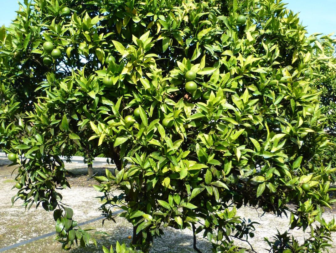 Jardins do Palacio de Vila Flor-吉马良斯必去景点