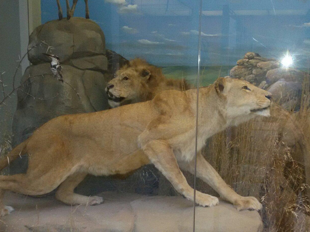 Museo di Storia Naturale Faraggiana Ferrandi景点图片