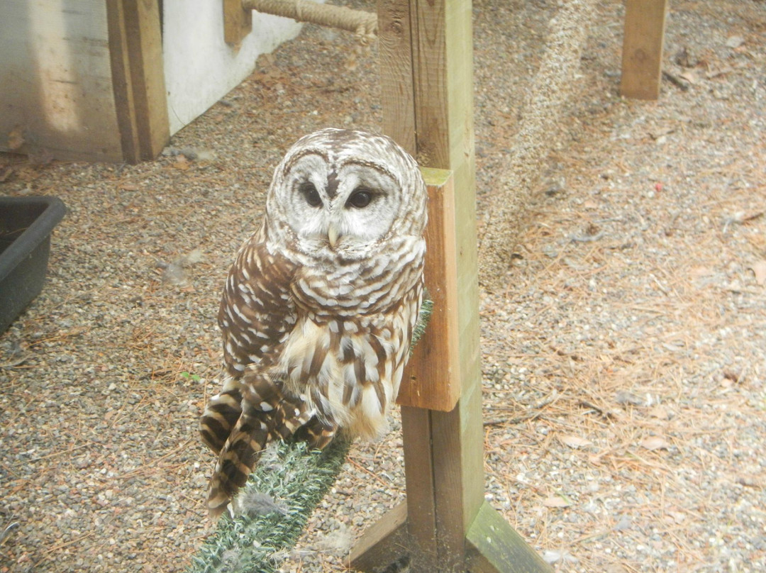 Northwoods Wildlife Center景点图片