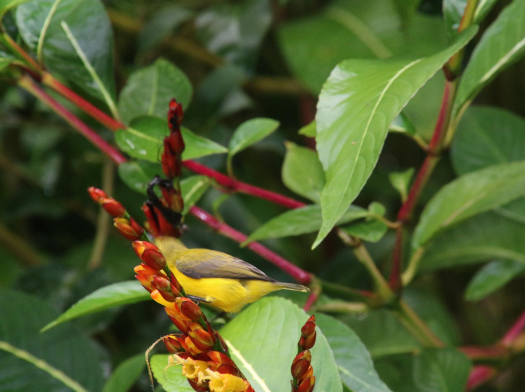 Gumtree on Gillies Bed and Breakfast主图