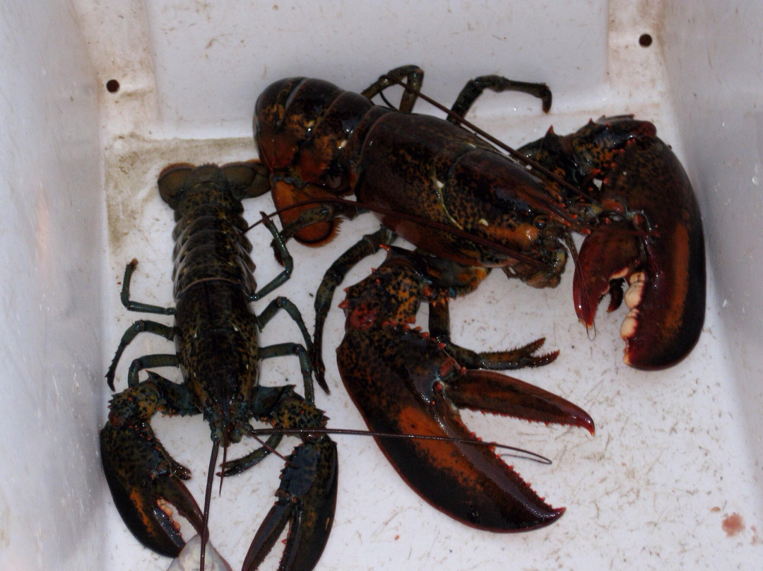 Shippagan Lighthouse-Shippagan必去景点