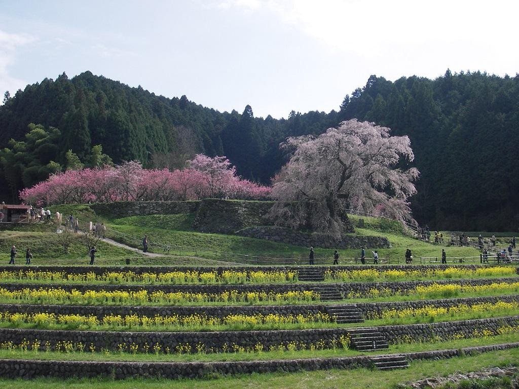 Matabeezakura景点图片