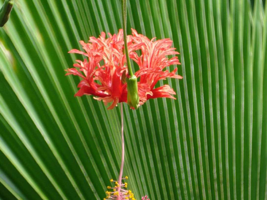 Flora Tropica Gardens-萨武萨武必去景点