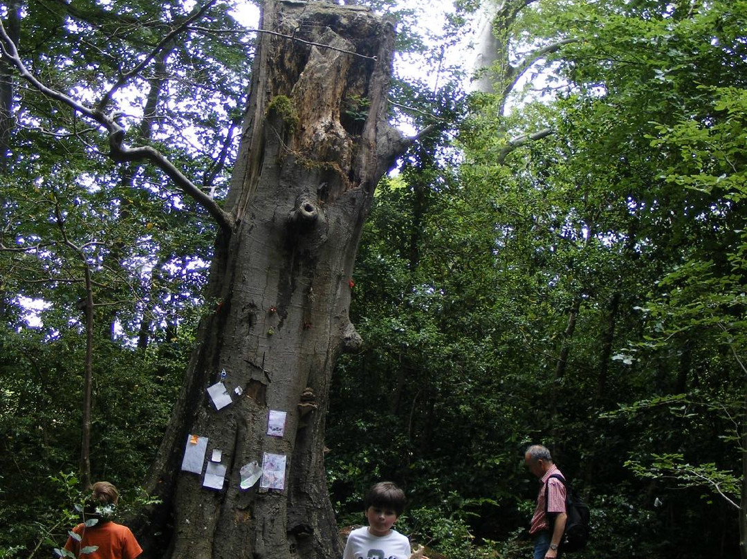 The Fairy Tree, Marlay Park-Rathfarnham必去景点