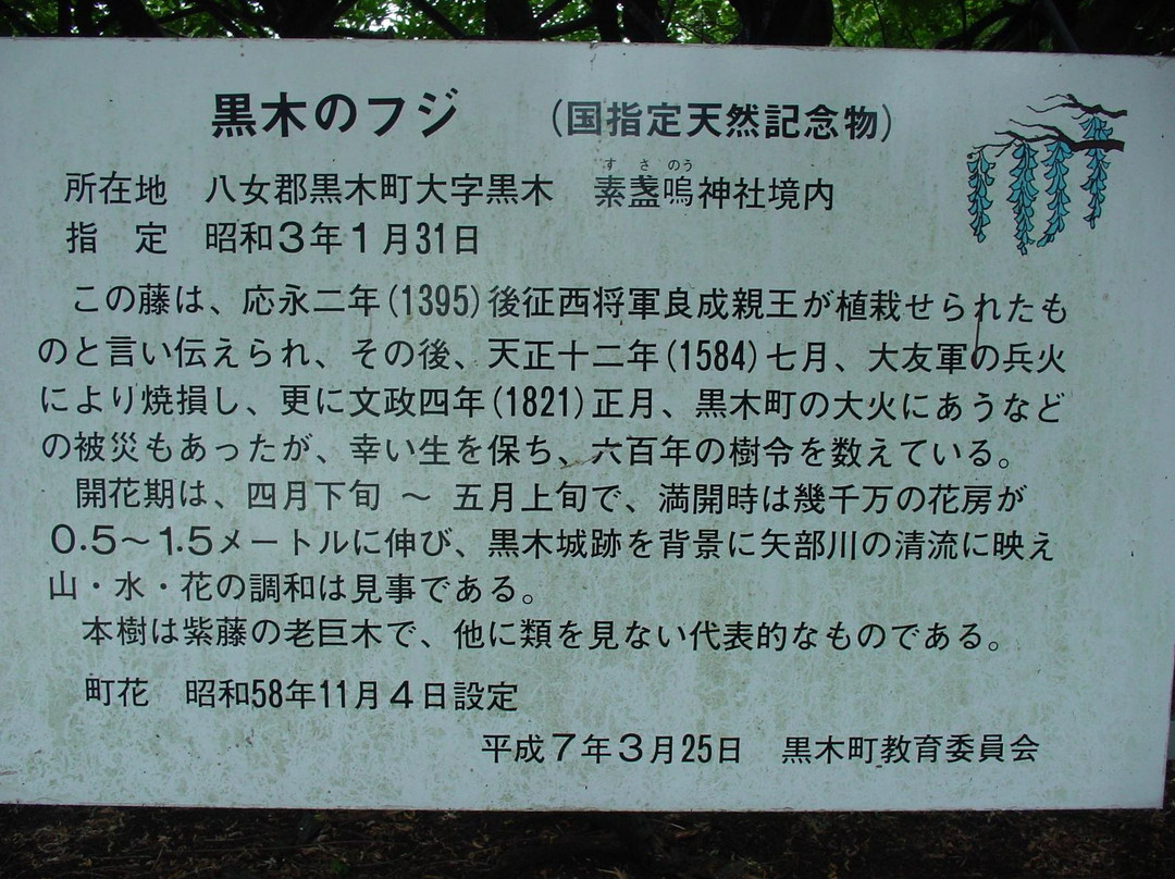 Japanese Wisteria of Kurogi景点图片