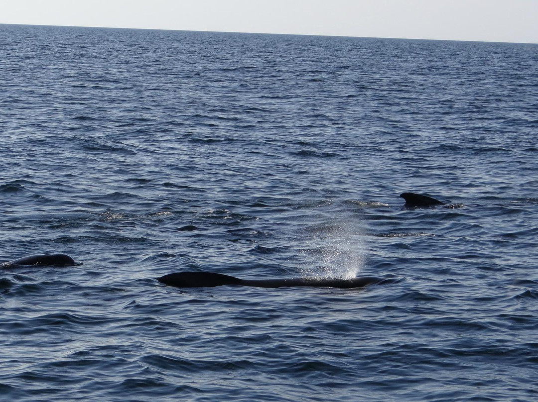 Whale Cruisers-Cheticamp必去景点