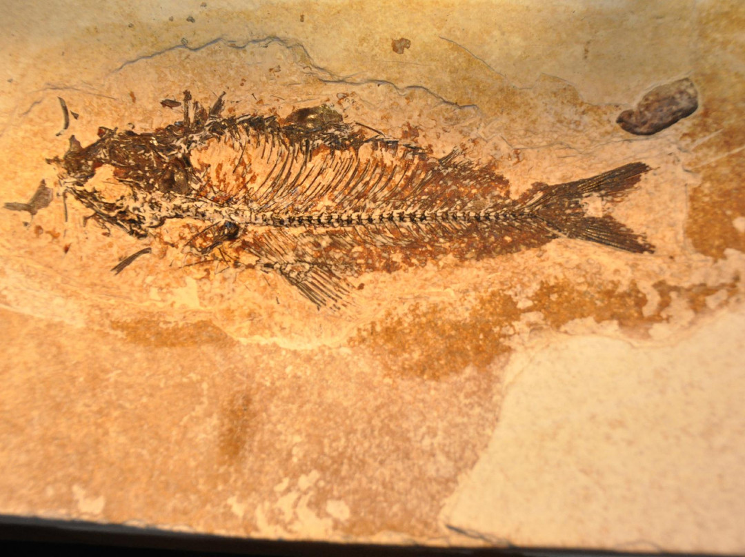 Ulrich's Fossil Gallery-Kemmerer必去景点