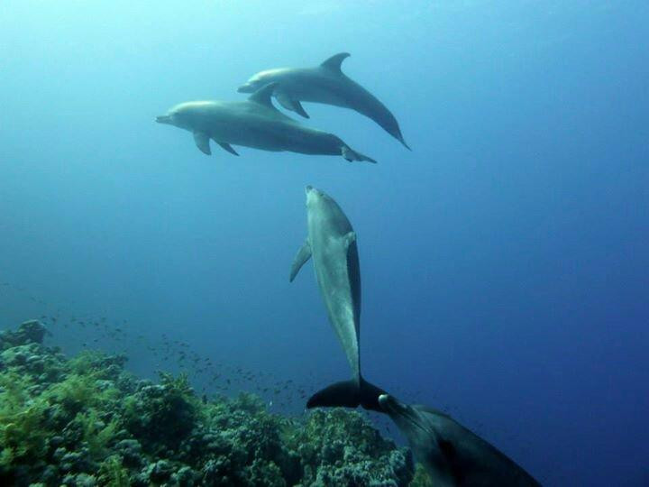 Easy Divers-沙姆沙伊赫必去景点