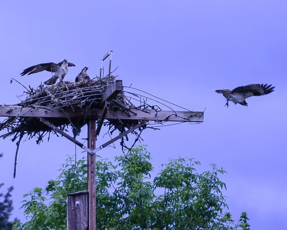 Jackson Bottom Wetlands Preserve-希尔斯伯勒必去景点