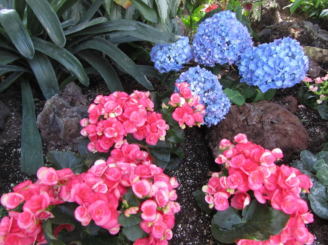 Regina Floral Conservatory-里贾纳必去景点