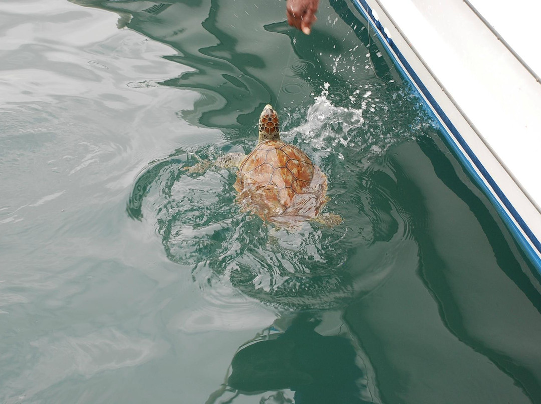 The Careenage-布里奇顿必去景点