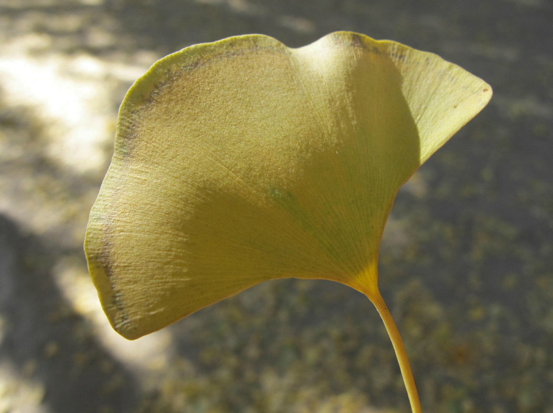 钓鱼台银杏大道-北京市必去景点