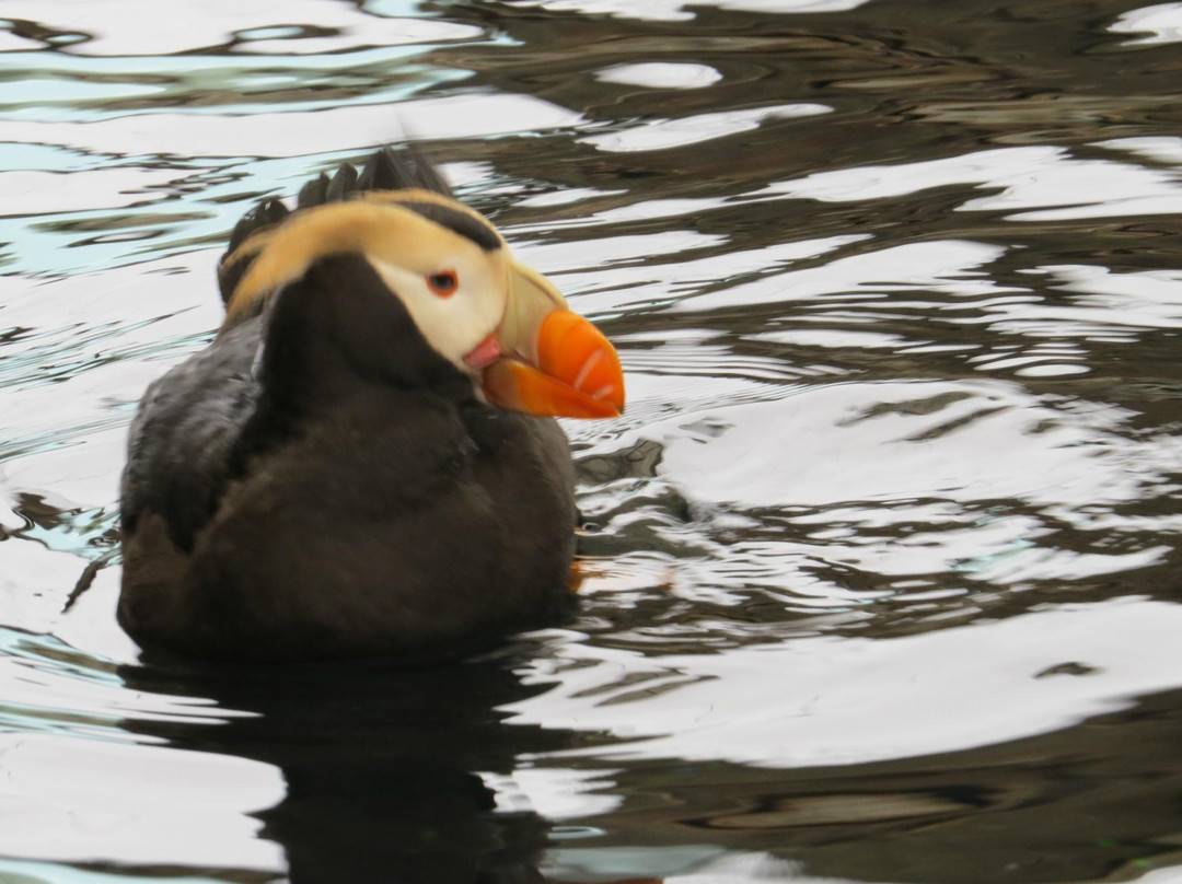 阿拉斯加海洋生物中心-苏厄德必去景点