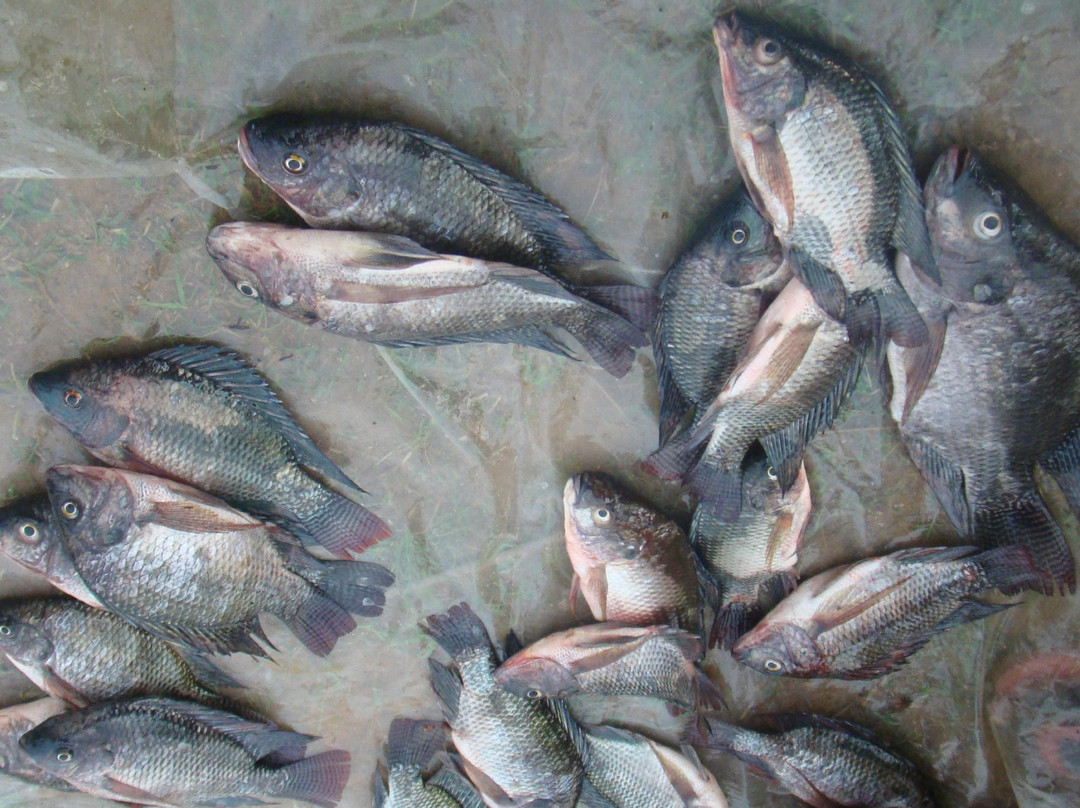 Lake Kanyaboli National Reserve-基苏木必去景点