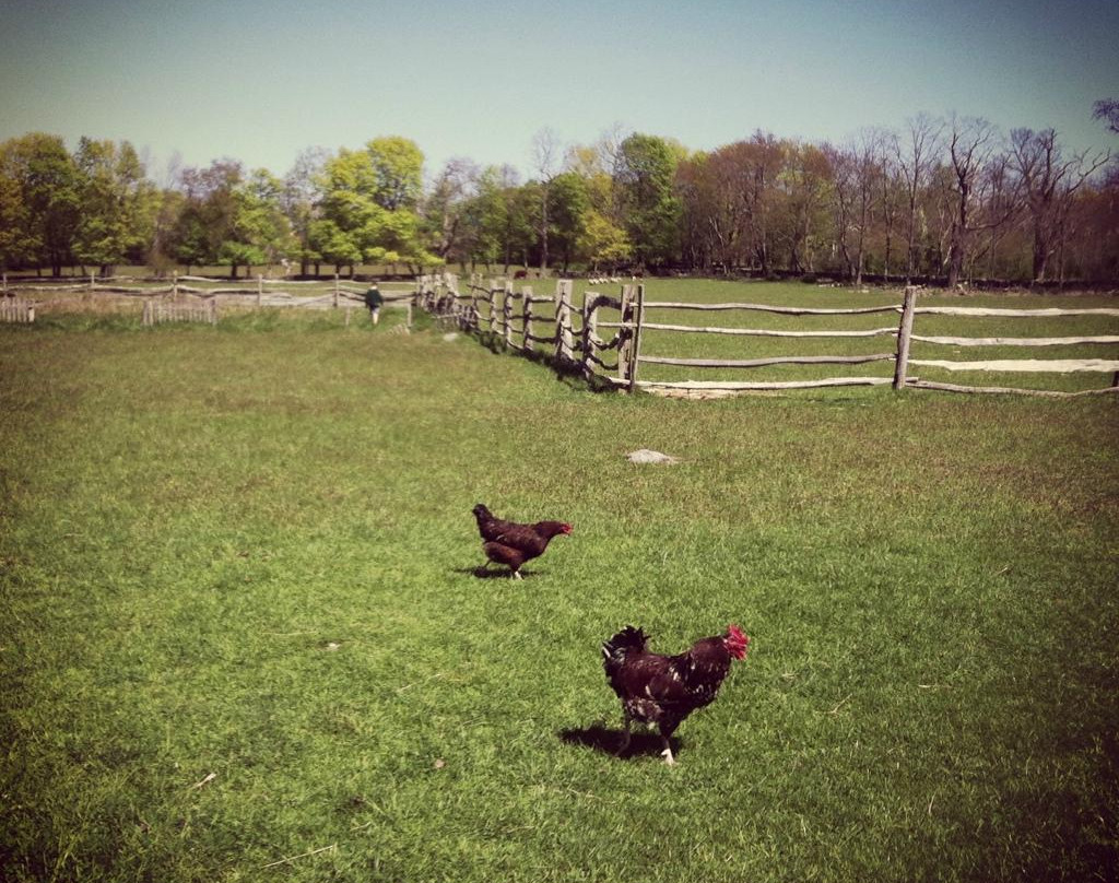 Coggeshall Farm Museum-布里斯托尔必去景点