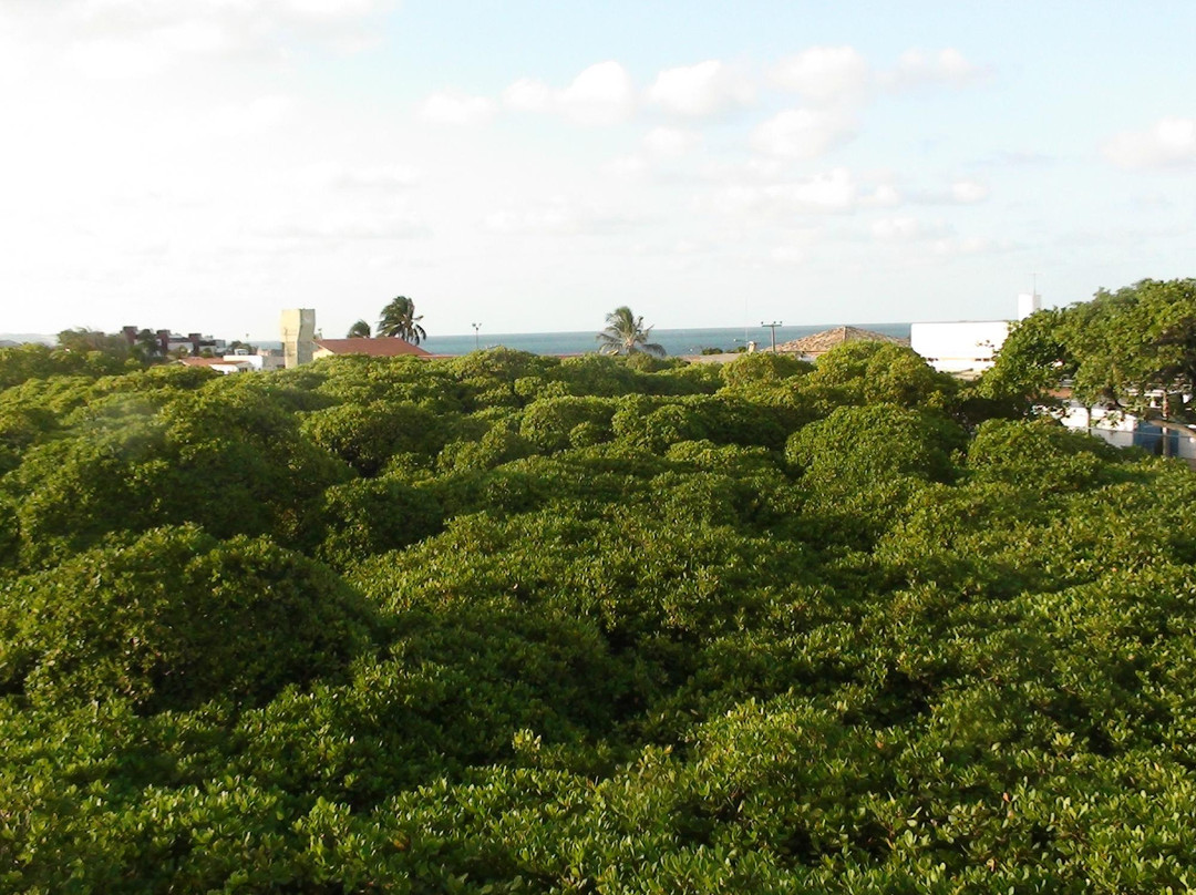 Cajueiro de Pirangi-Pirangi do Norte必去景点