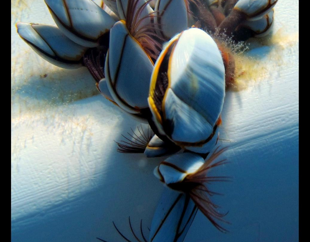 Atlas Dive Center-卡斯必去景点